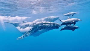 observation-baleines-a-la-reunion-751x430